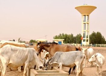 Atelier régional d'échanges et de capitalisation 
